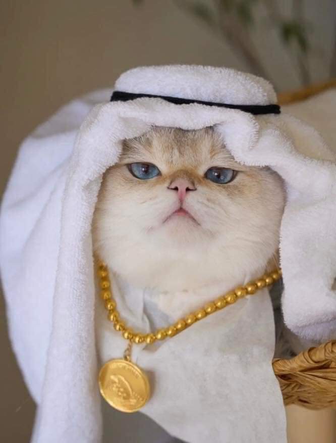 TheCatsX's tweet photo. Billionaire from Catar. https://t.co/Mnr6bIdt4R