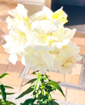 White flowers of Farewell to spring for today🤍🤍🤍
😚😽🌼🌼🌼✨🌞
#Flowers #white #FarewellToSpring #February2026