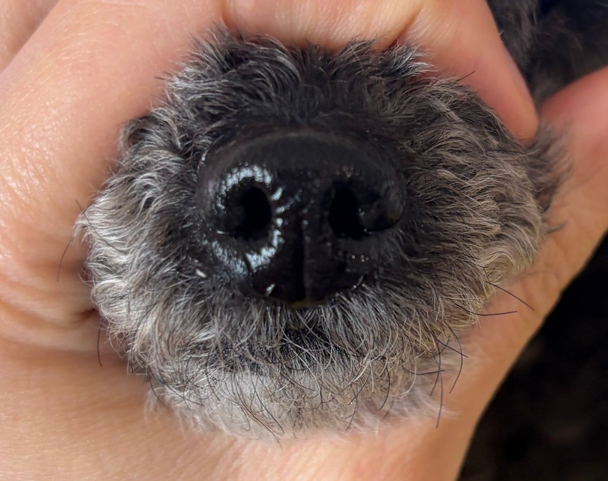 iksmilounge's tweet image. [🐧💬] 260217

(trans)
meokmul update
hoochoo update