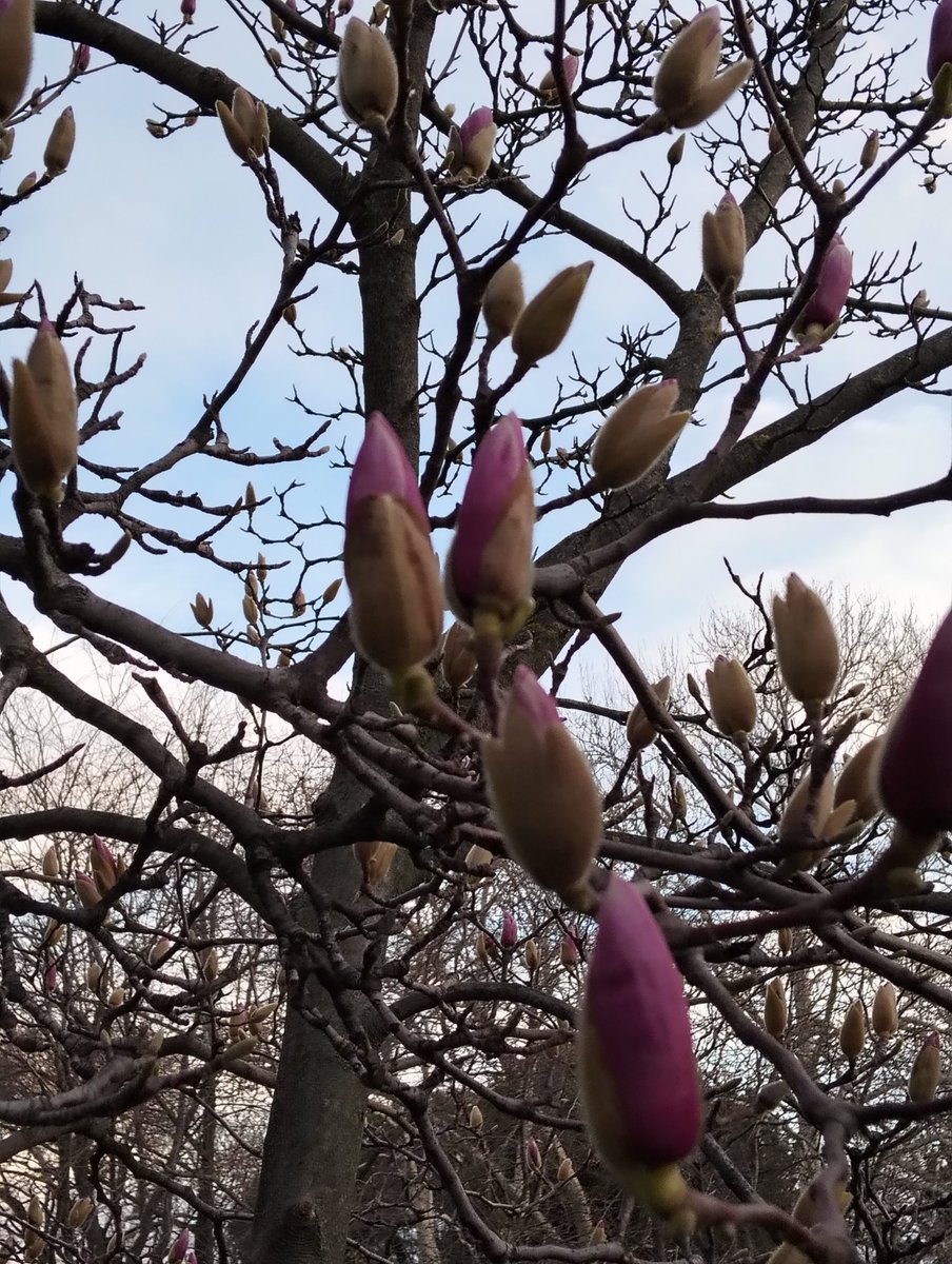 Güüünaydın baharı bekleyen çiçekler.