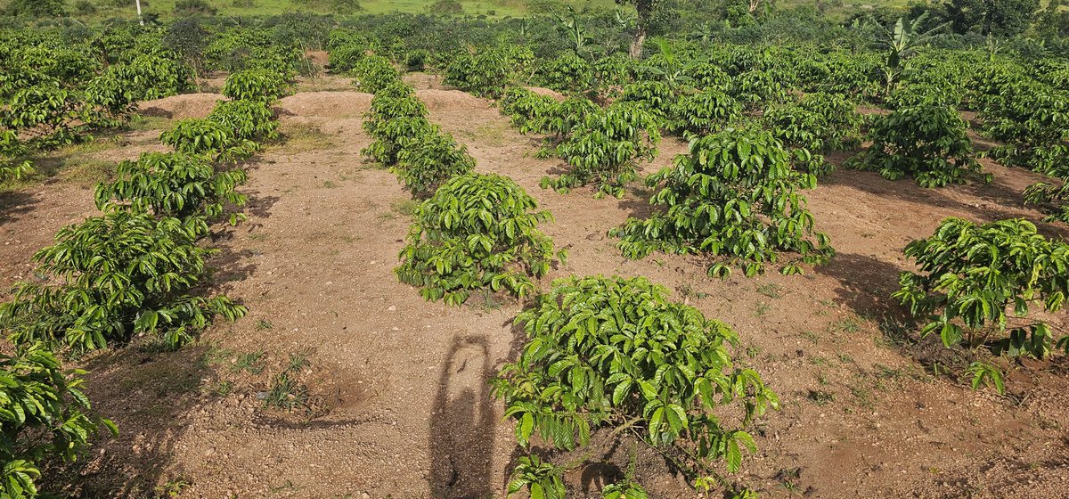MbaziiraKazibwe's tweet photo. Masaka/Bukomansimbi, Uganda's Coffee Capital city. 
Uganda has so much potential spread across this beautiful motherland.
Name your district of origin and what  it is known for. 
#LambulaLimaLunda 
#11thApril2026 
#DigitalAgroToursim
#Cocoland https://t.co/8MfV7NCAMI