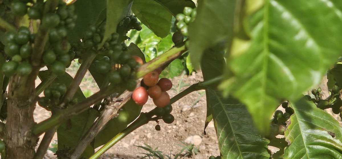 MbaziiraKazibwe's tweet photo. Masaka/Bukomansimbi, Uganda's Coffee Capital city. 
Uganda has so much potential spread across this beautiful motherland.
Name your district of origin and what  it is known for. 
#LambulaLimaLunda 
#11thApril2026 
#DigitalAgroToursim
#Cocoland https://t.co/8MfV7NCAMI