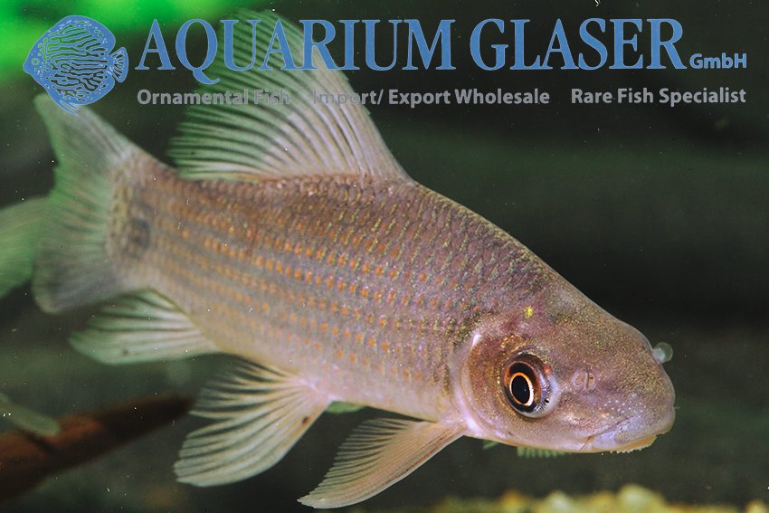 aquariumglaser's tweet photo. #Labeo #longipinnis
find more details and pics @ https://t.co/kgExUnuDLM https://t.co/cZqBXMjxiR