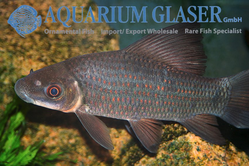aquariumglaser's tweet photo. #Labeo #longipinnis
find more details and pics @ https://t.co/kgExUnuDLM https://t.co/cZqBXMjxiR