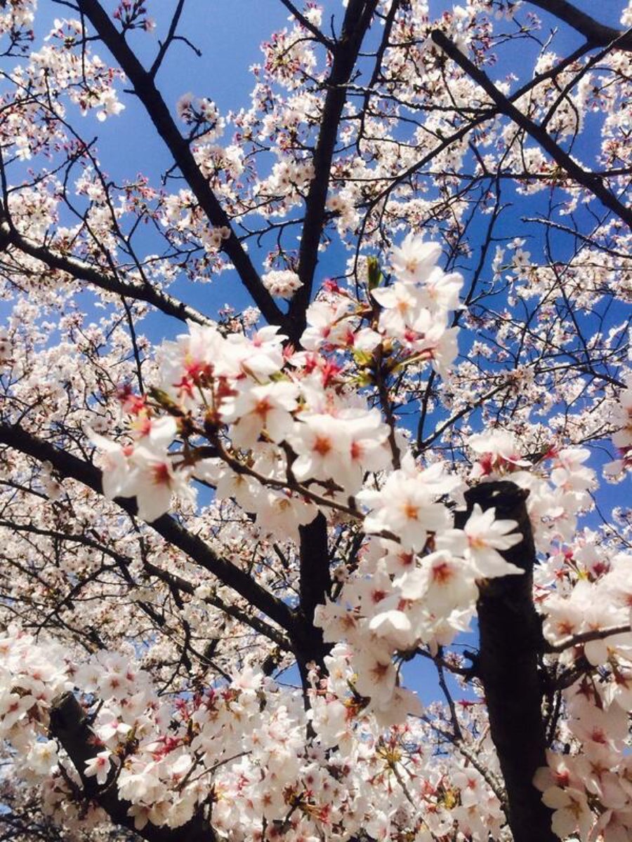 コスプレイベントCOSSAN tweet media