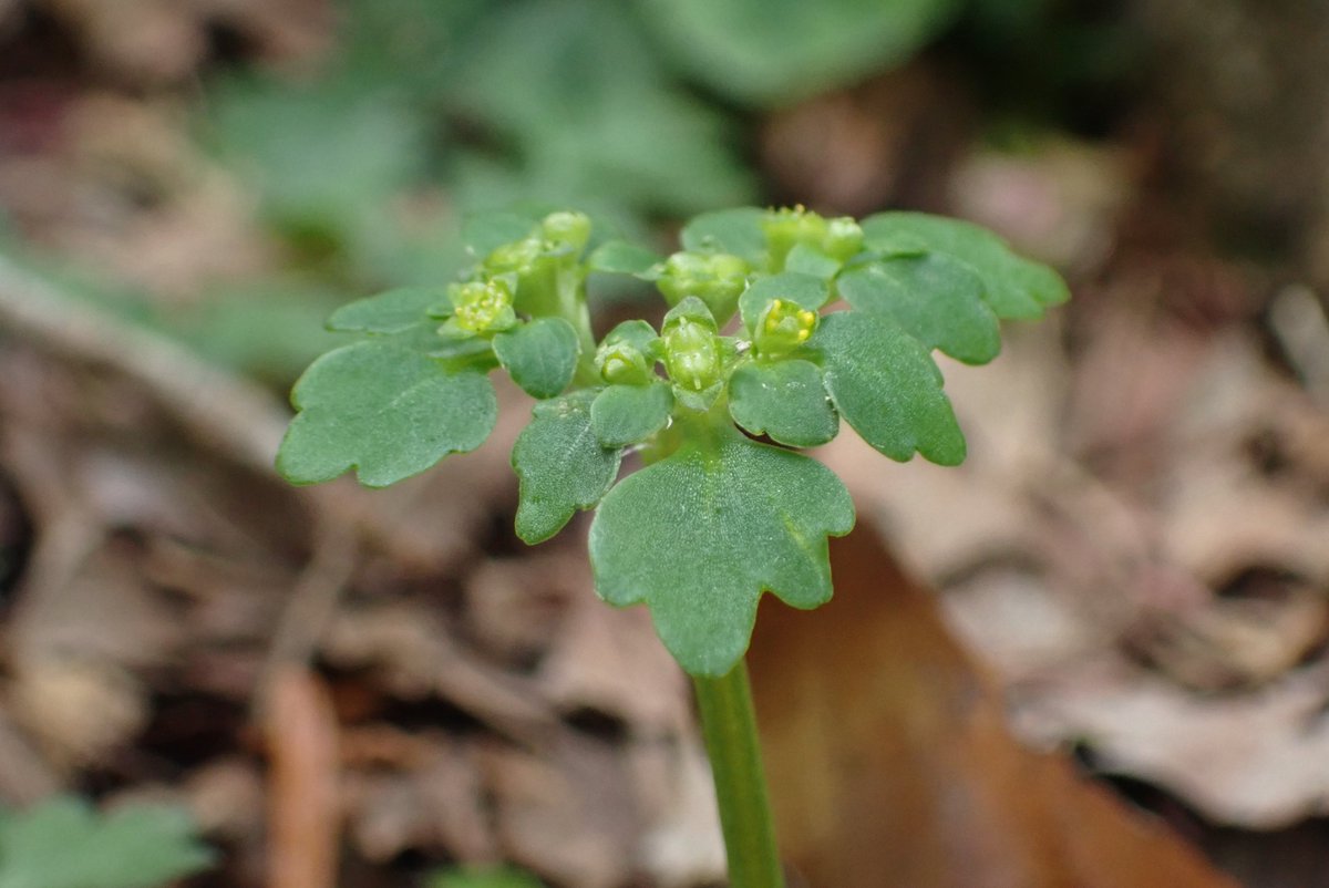 comiteeee's tweet image. ・タチネコノメソウ
本来4月頃から咲く花なのでこの画像は前のやつ。種が出来るとコップ状の器に溜まり、雨が降るとコップから水があふれて種ごとざばぁと流れて生育地を拡げている。それにしてもタチとかネコとかお姉様方が好きそうな名前ですね。リバ可だったらネコタチノメソウになるのか…（？