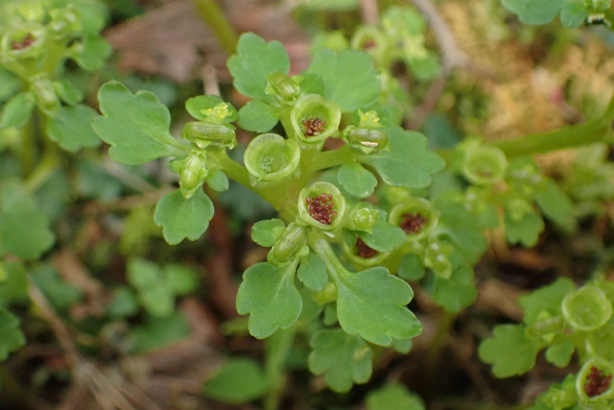 comiteeee's tweet image. ・タチネコノメソウ
本来4月頃から咲く花なのでこの画像は前のやつ。種が出来るとコップ状の器に溜まり、雨が降るとコップから水があふれて種ごとざばぁと流れて生育地を拡げている。それにしてもタチとかネコとかお姉様方が好きそうな名前ですね。リバ可だったらネコタチノメソウになるのか…（？