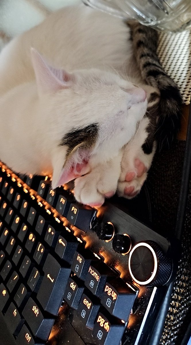 てんすた tweet media