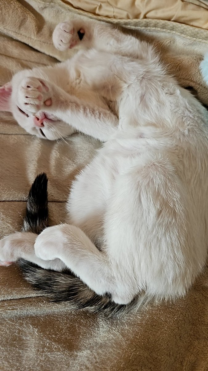 てんすた tweet media