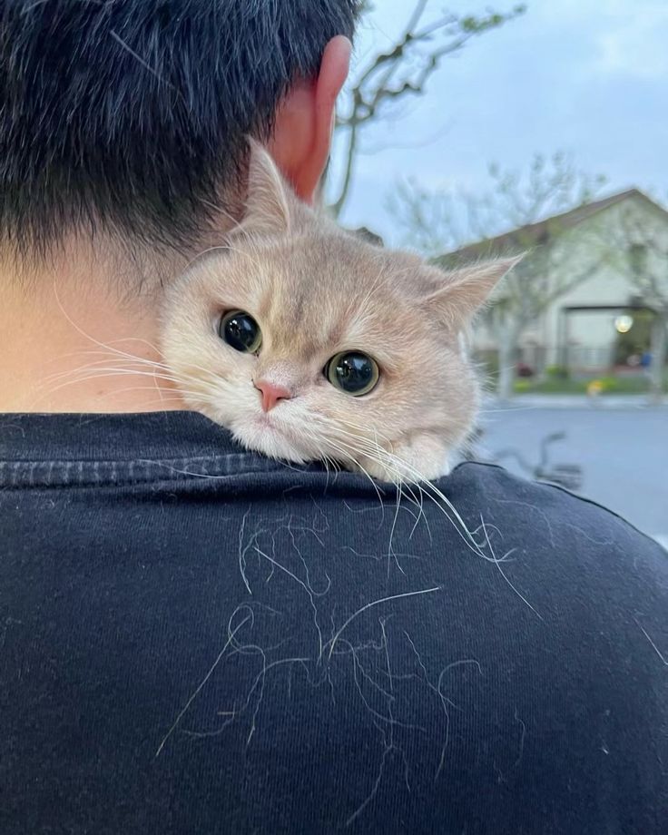 ShouldHaveCat's tweet image. 