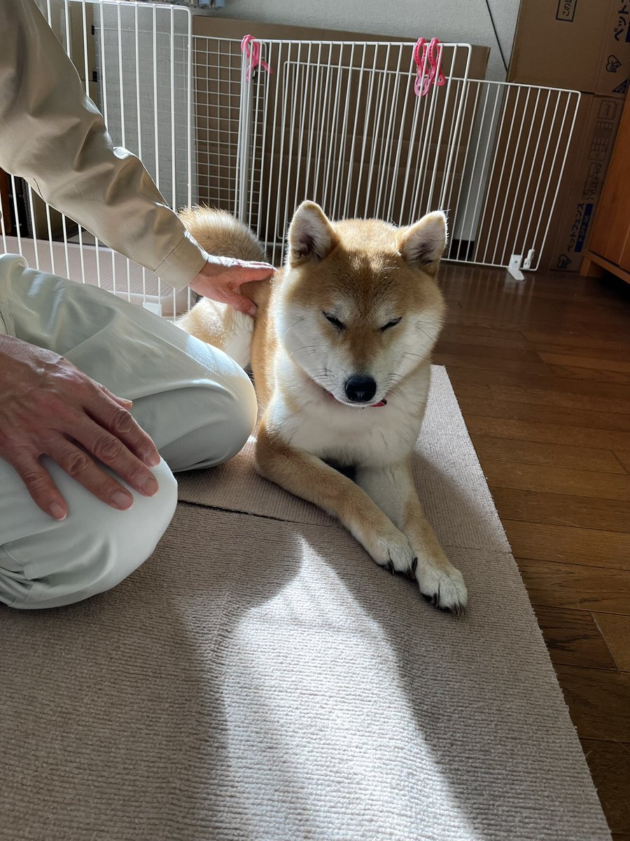 柴犬こめ1歳 (@shibainukome) / Posts and Replies / X