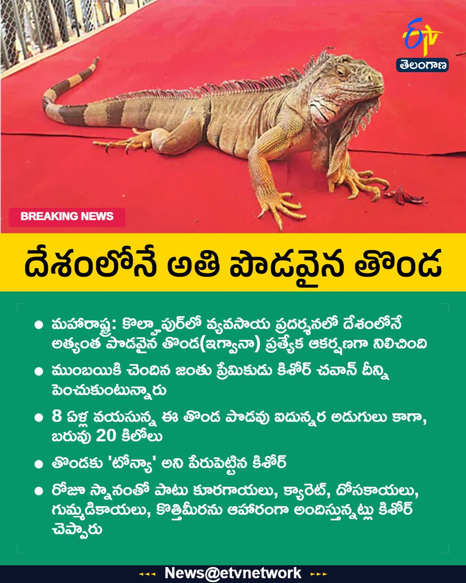 etvtelangana's tweet image. #ExoticPet
#LargestIguana
#IndiaRecord
#AnimalLovers
#Maharastra