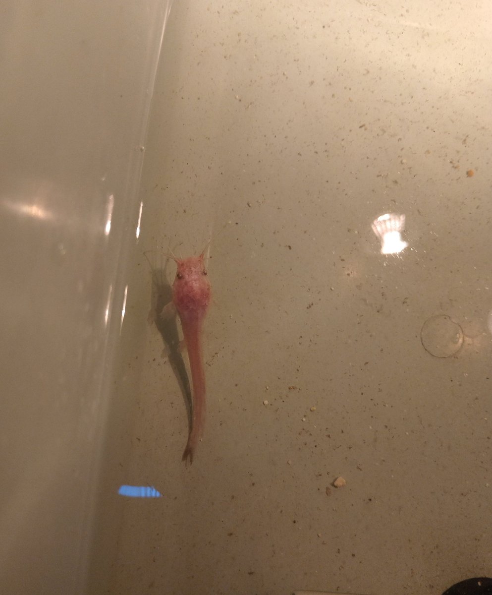 Absolute anomaly chud fish