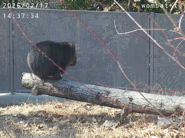 今日も平均台ゆきぴぴ🎀