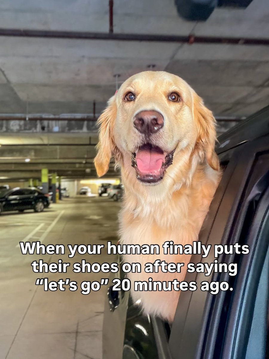 Tongue Out Tuesday: Greta’s "Finally" Face! 👅🚗

Happy Tongue Out Tuesday, Atlanta! Greta is here to speak for every dog who has ever waited by the door for a lifetime. 🍑🐾

Does your pet have a "hurry up" face? Tell us in the comments 👇

#GretaTheGoldie #TongueOutTuesday