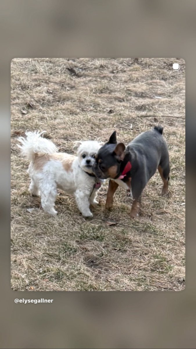 ElyseGallner's tweet photo. Love my pups ❤️🐶🐶🐶 https://t.co/4kKb1Xig0f