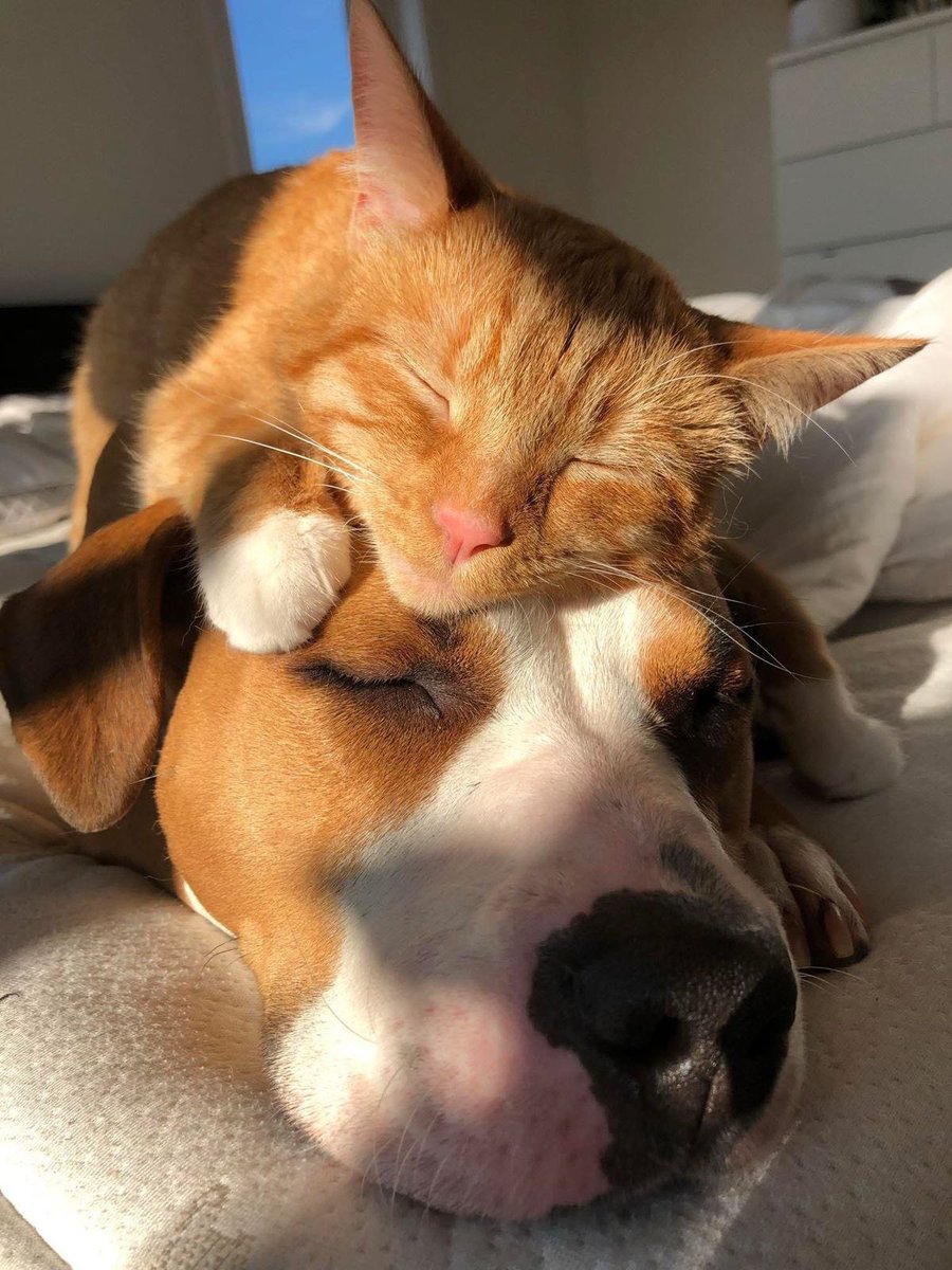 ormlinger's tweet image. 옴링