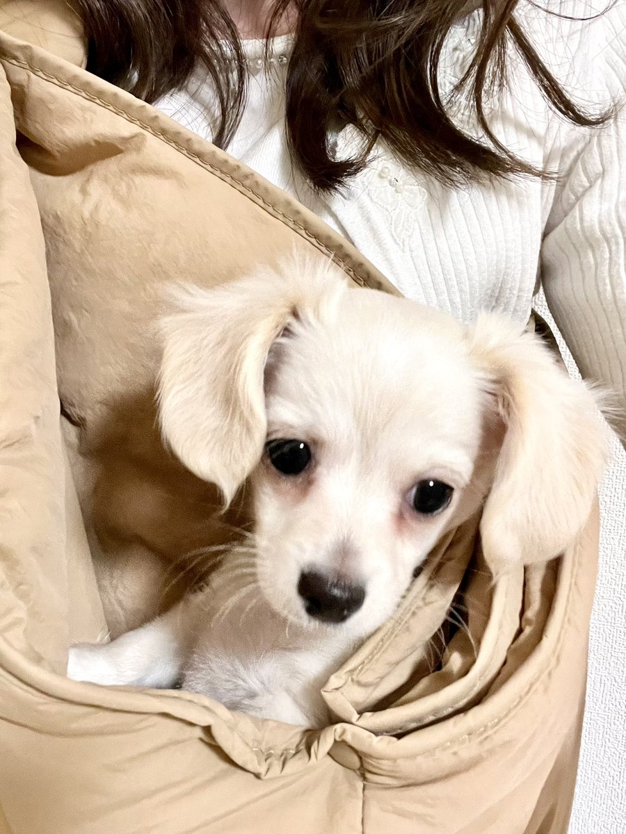 山本 聡美 Satomi Yamamoto (@satomi_coco) / Posts / X