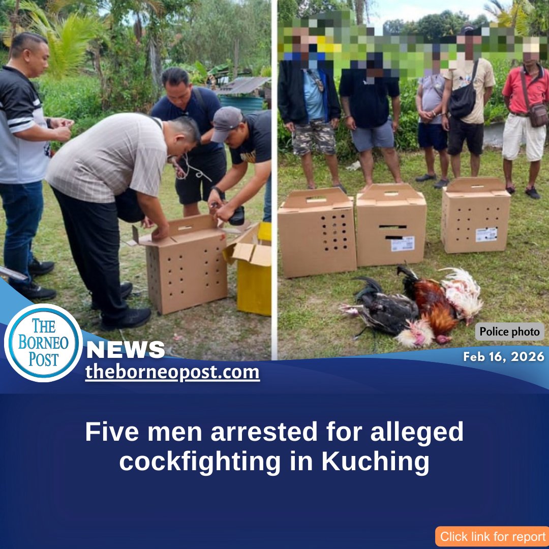 theborneopost's tweet photo. Five men, aged 24 to 83, were arrested in Sungai Apong on Sunday for allegedly taking part in illegal cockfighting. Police seized several items believed to be used in the activity, and all suspects tested negative for drugs.
https://t.co/XHc2LkgrOQ
#Kuching #PDRM #Cockfighting https://t.co/CTwJHS9Lfw