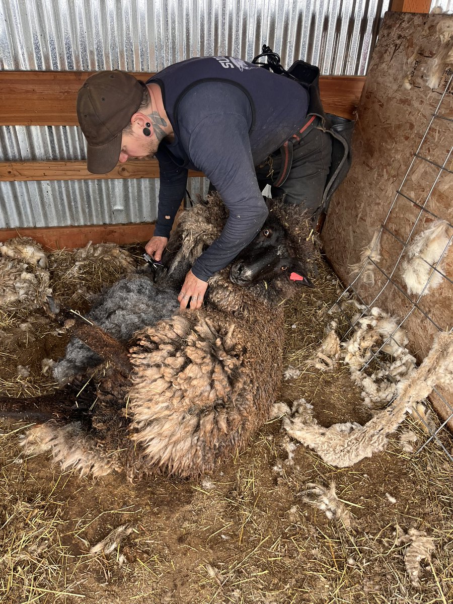 jdanielritchie's tweet photo. Shearing today. Fresh haircuts for the flock. Now they’re ready for lambing next month. https://t.co/tVnibCpGK9