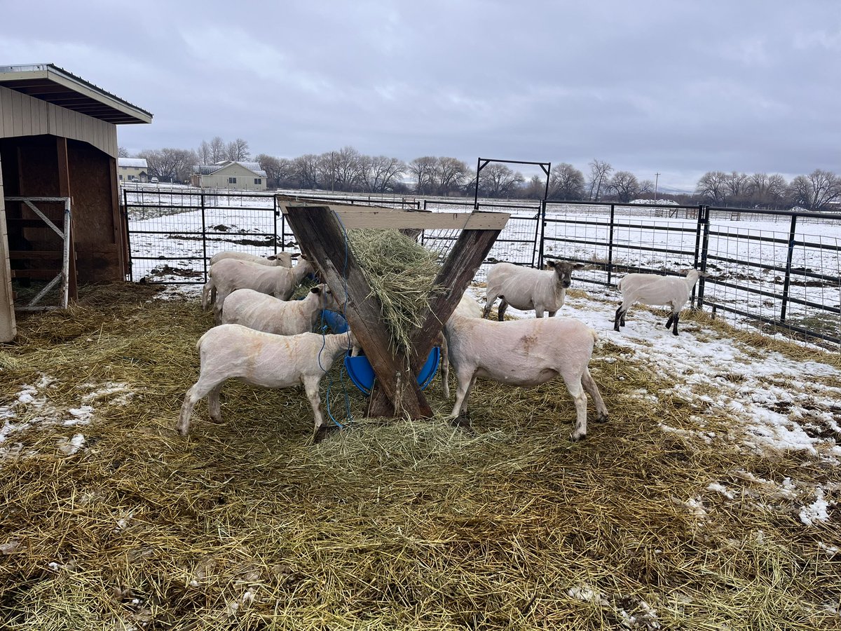 jdanielritchie's tweet photo. Shearing today. Fresh haircuts for the flock. Now they’re ready for lambing next month. https://t.co/tVnibCpGK9