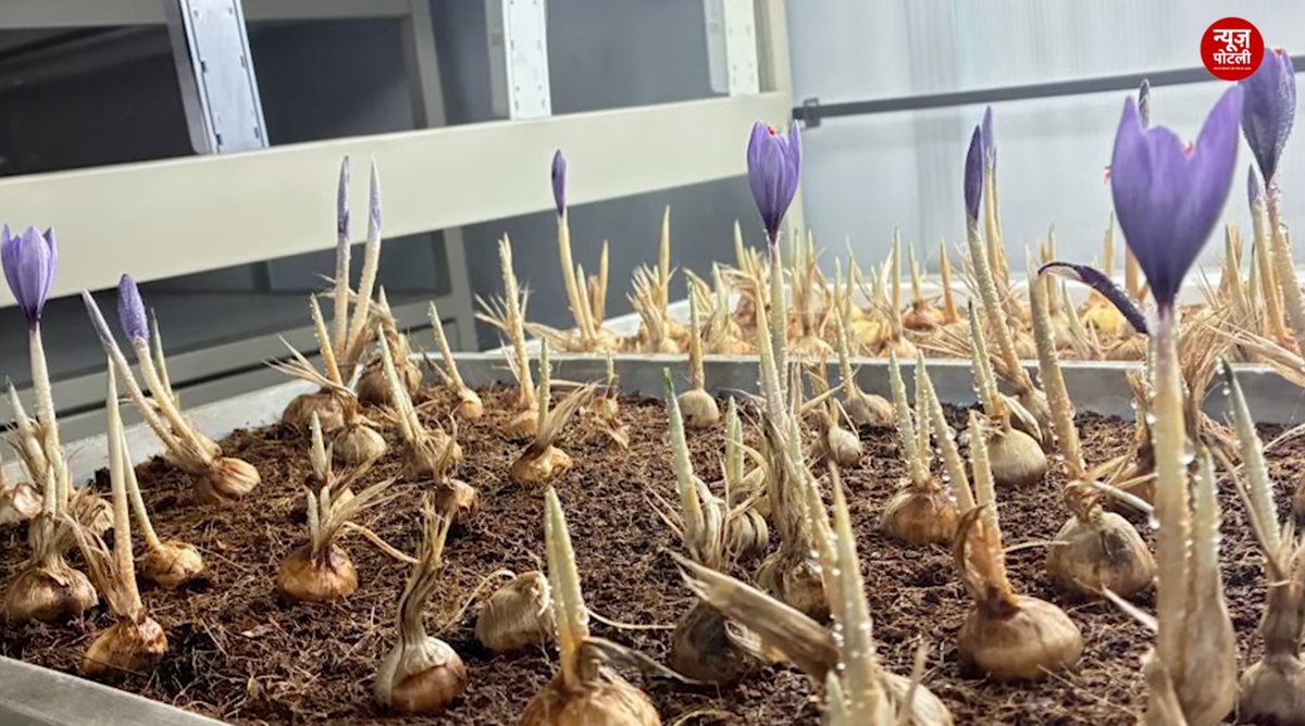 भारत में केसर की खेती लगभग पूरी तरह कश्मीर घाटी में होती है और सबसे प्रमुख इलाका पंपोर है, जिसे “केसर नगरी” भी कहा जाता है। 

हालांकि यहां केसर की खेती पर मौसम का असर लगातार पड़ रहा है। सरकार की 'केसर मिशन योजना' से उत्पादकता पहले की तुलना में बढ़ी है, लेकिन बाढ़ और सूखे जैसी