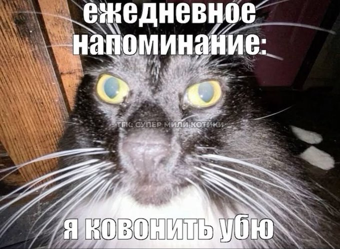 🐁 агент мыши 🐀 tweet media