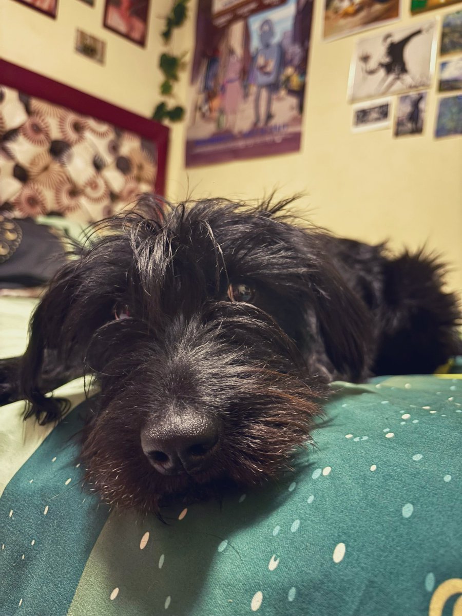 Agradecida con este bello ser porque me ha presentado a personas bien padres. ✨✨