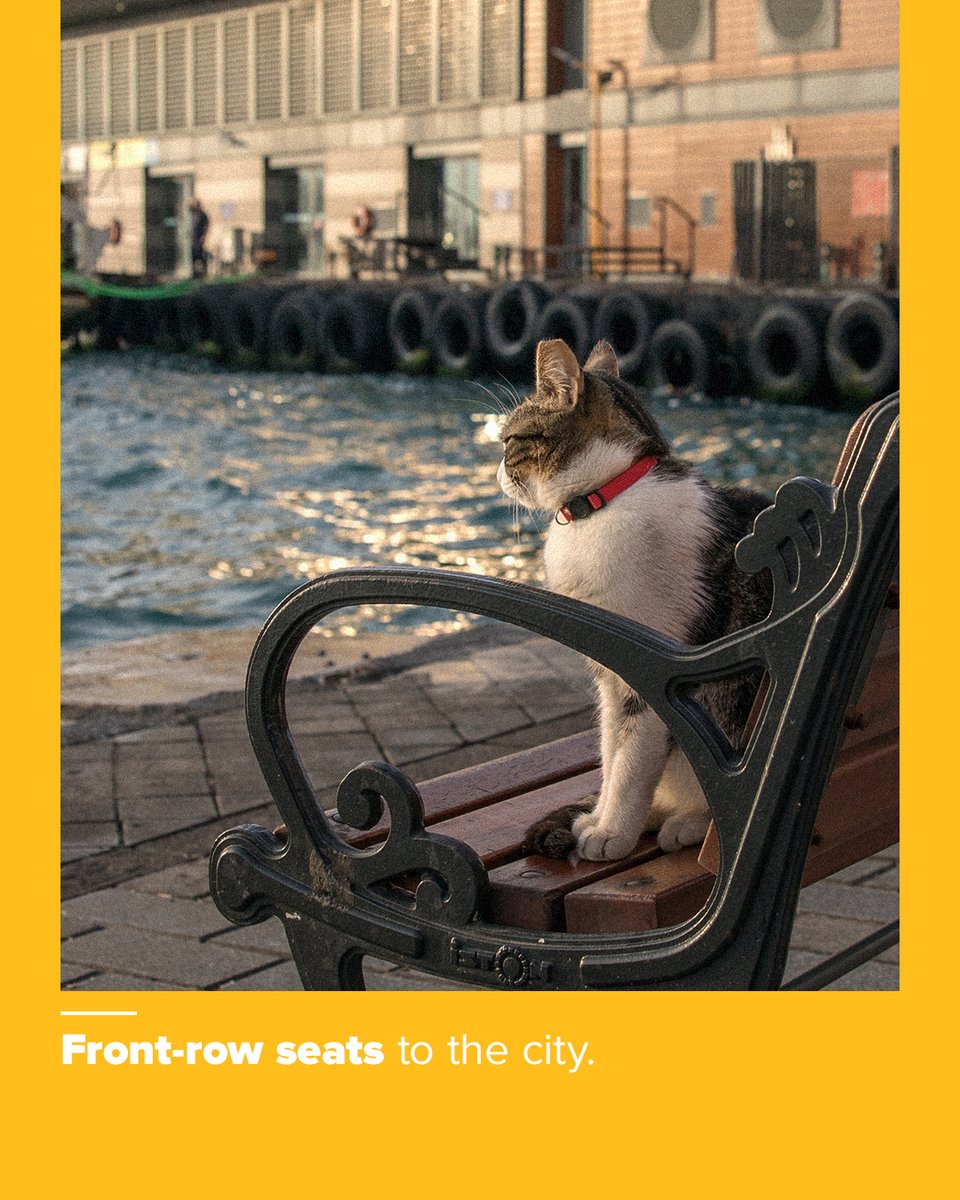 Pegasus Airlines tweet media