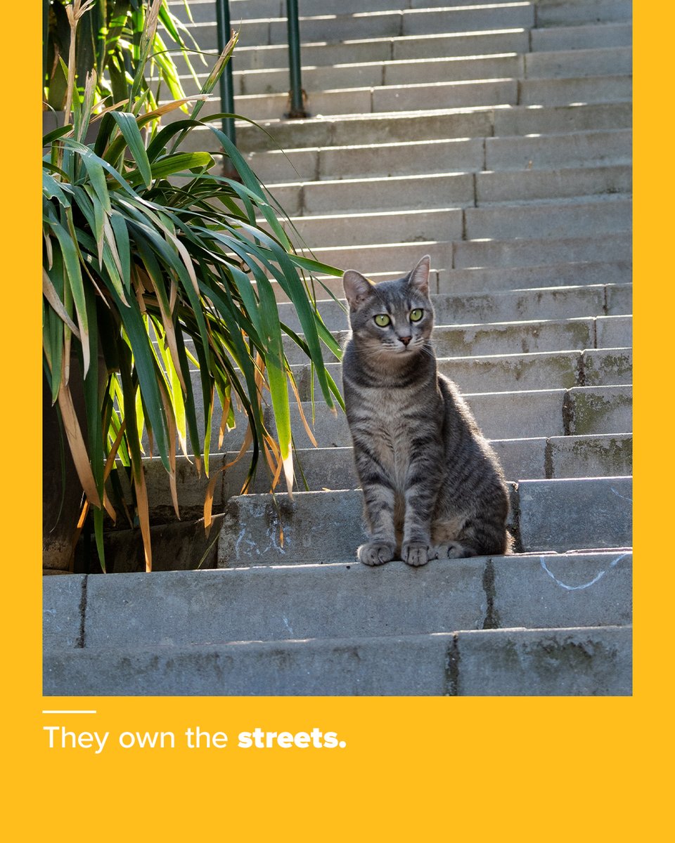 Pegasus Airlines tweet media