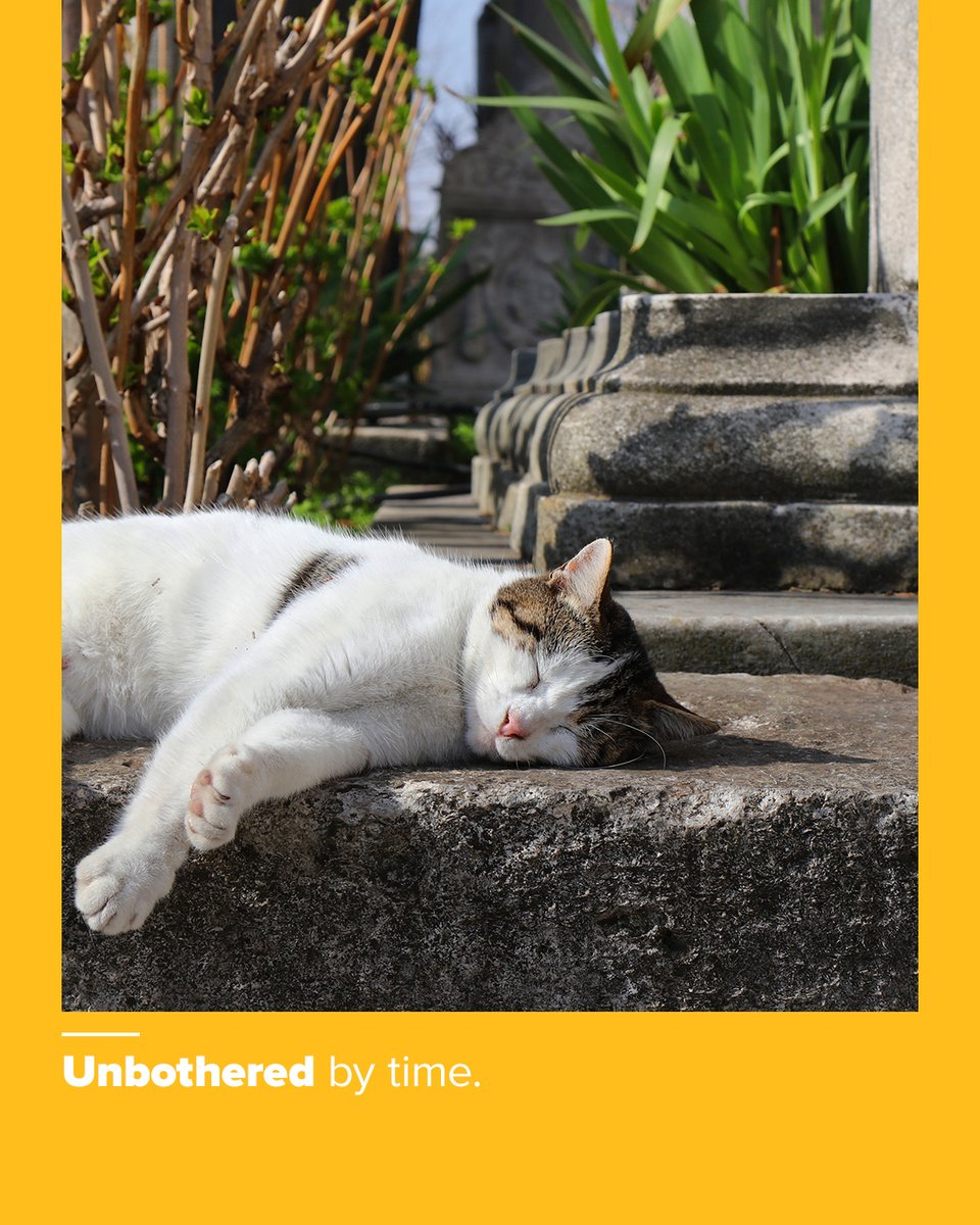 Pegasus Airlines tweet media