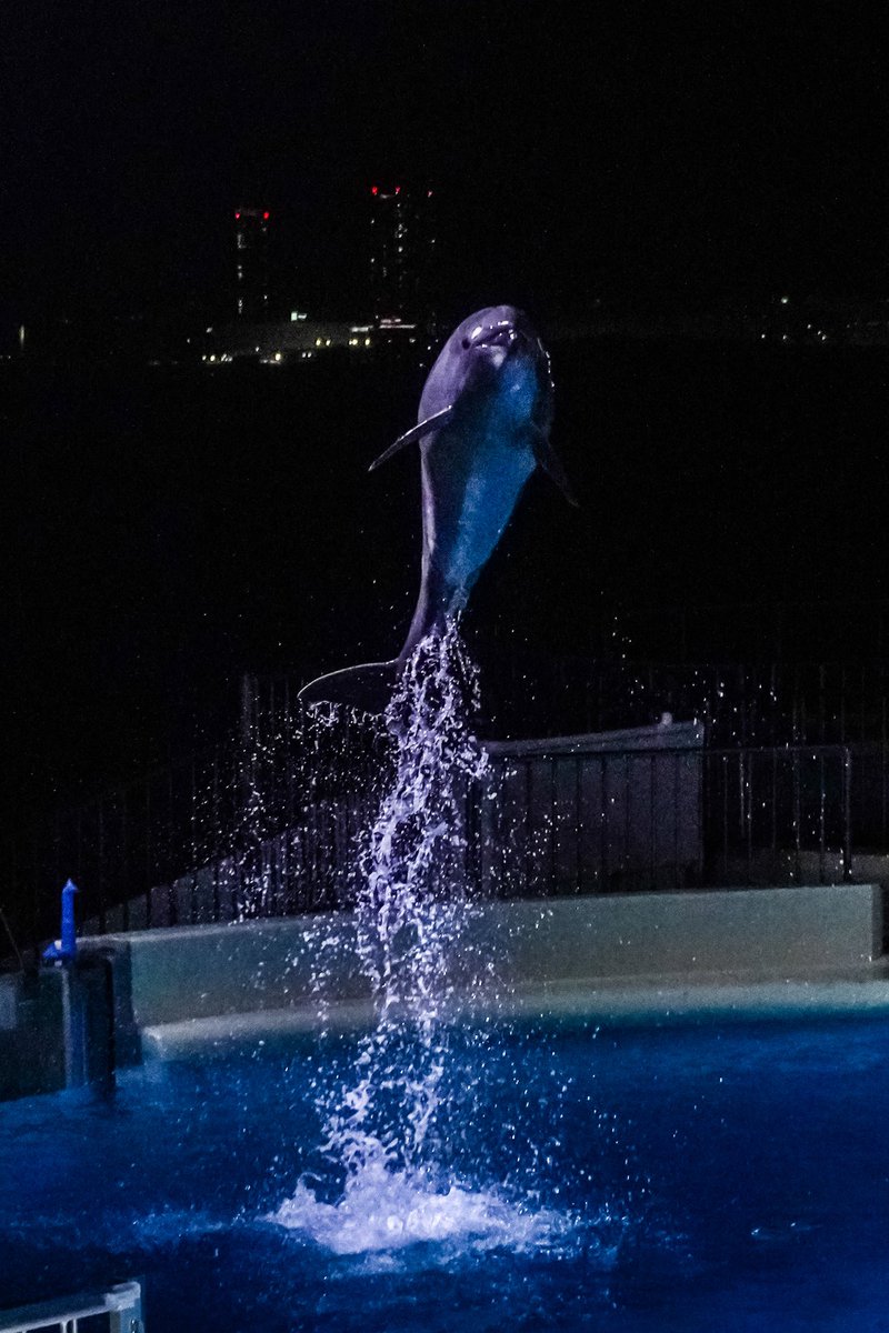 夜のイルカショーめちゃ綺麗だった その分撮るの難しいけど🤨