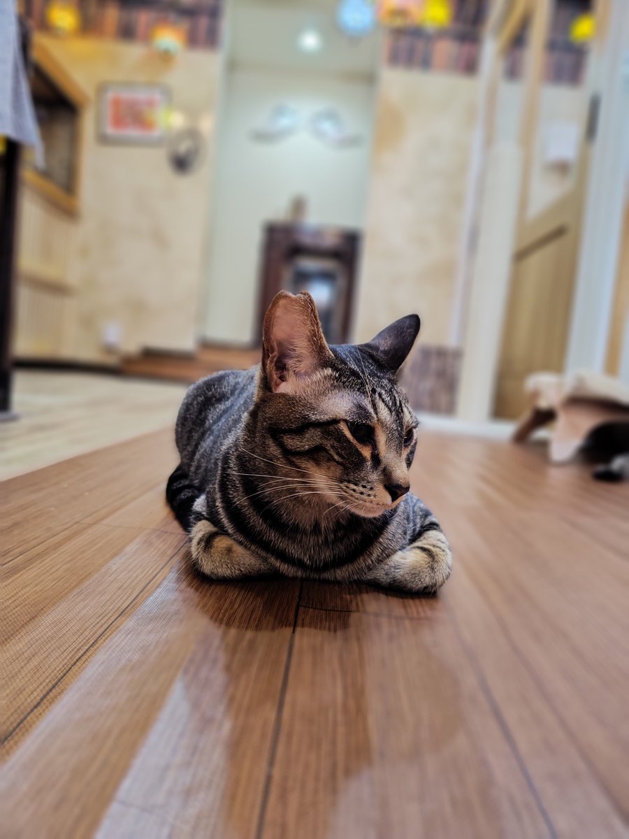 0605_2001's tweet photo. めちゃくちゃひさしぶりに🐈️

＃保護猫カフェウリエル https://t.co/Y9LhwutCNr