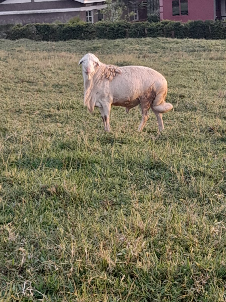 Akenjoki Farm Uganda tweet media