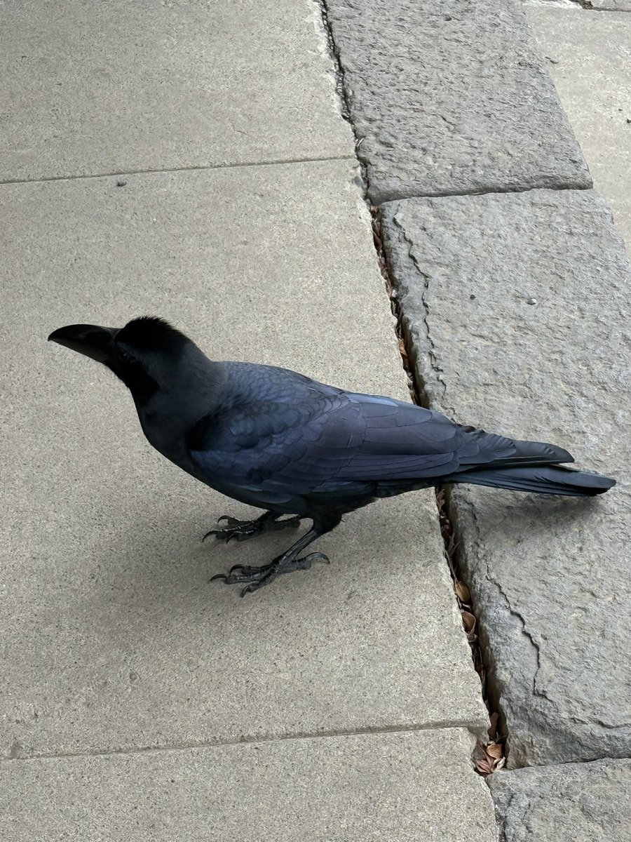 うちの近くでは見ないタイプのカラス