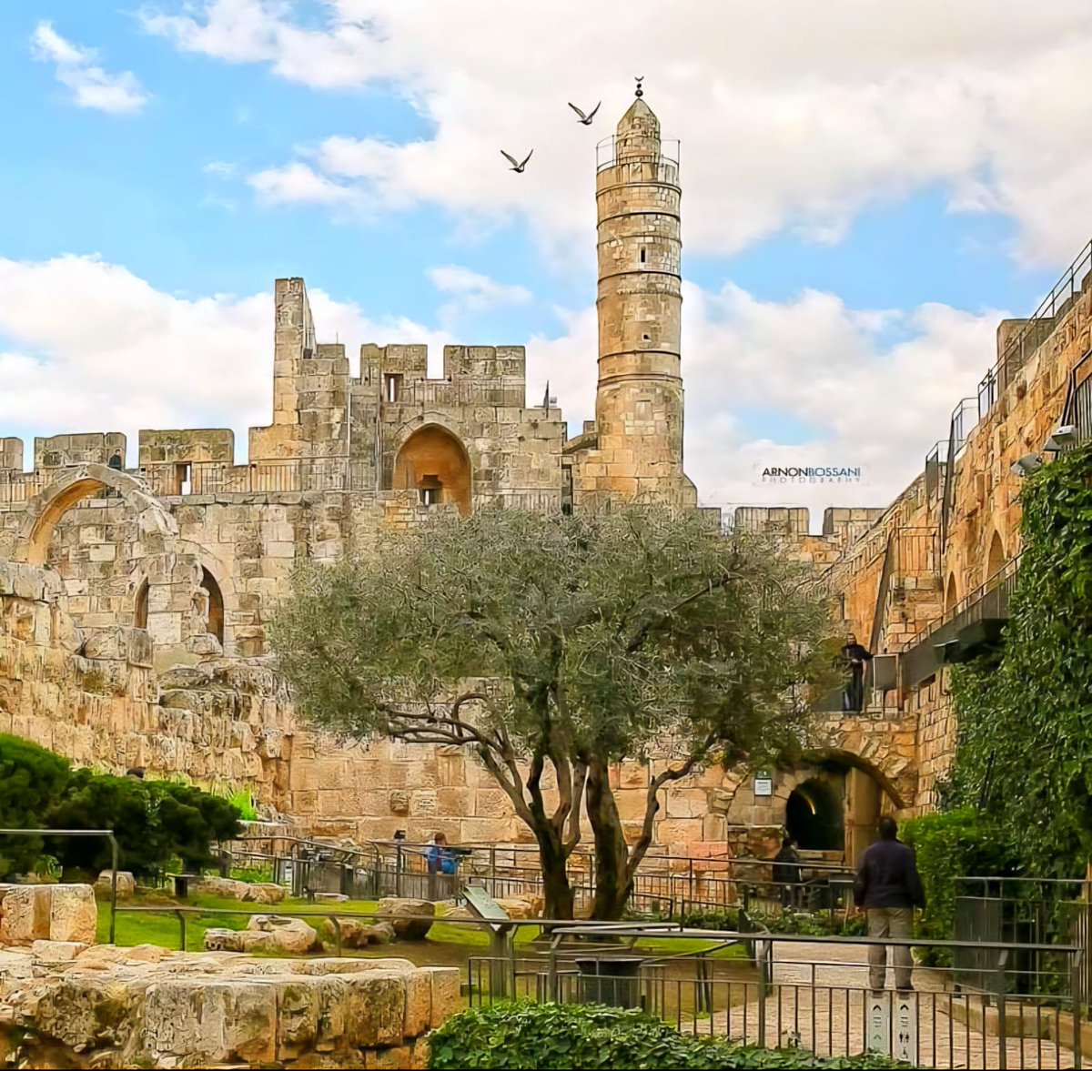 Israel's tweet image. This is Israel.
Like this olive tree, in the heart of Jerusalem Citadel, our roots here go back thousands of years.

📸 @ArnonBossani