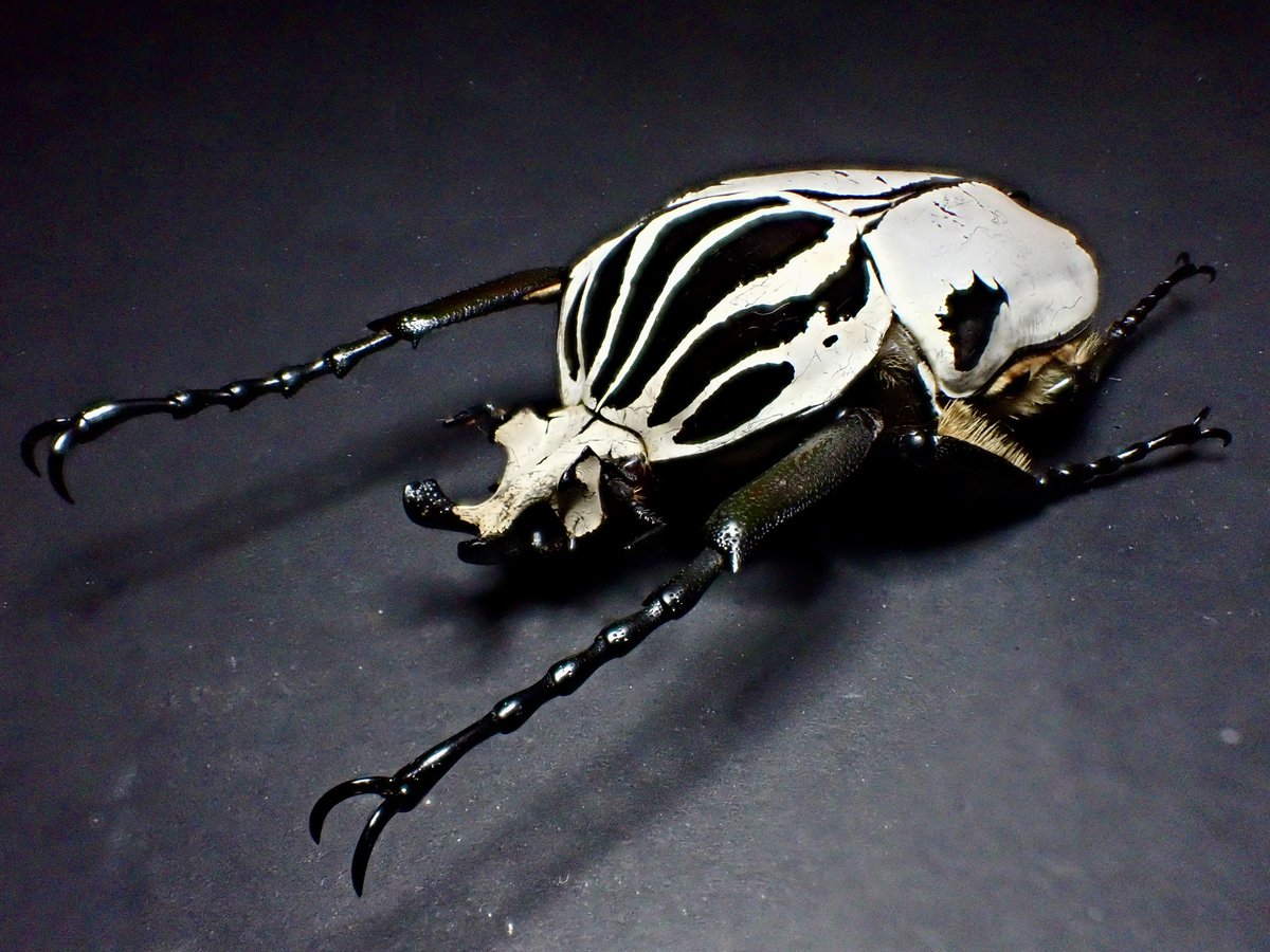 花と角」 (@dkyygbs) / Posts / X