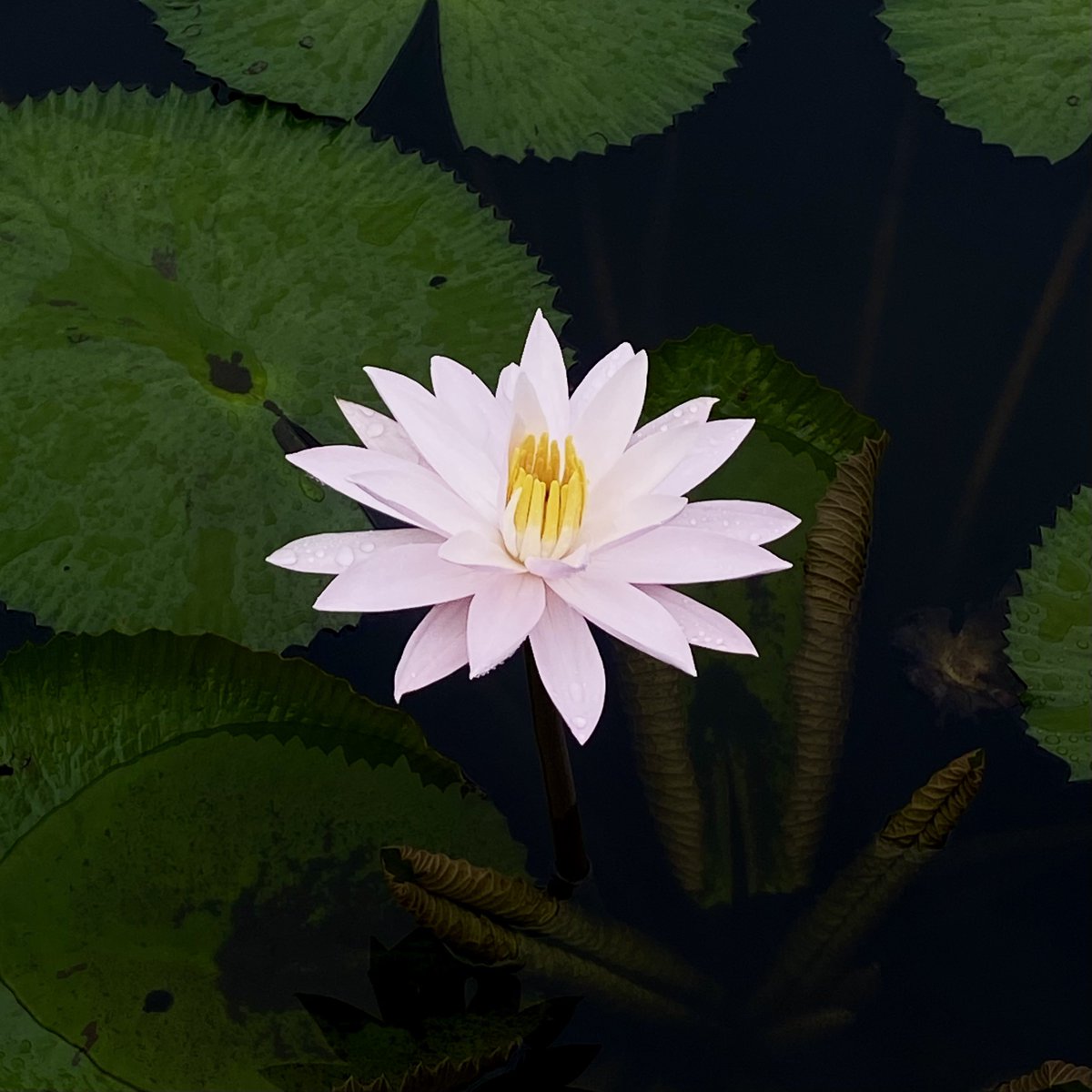 teratai bermekaran di taman kota