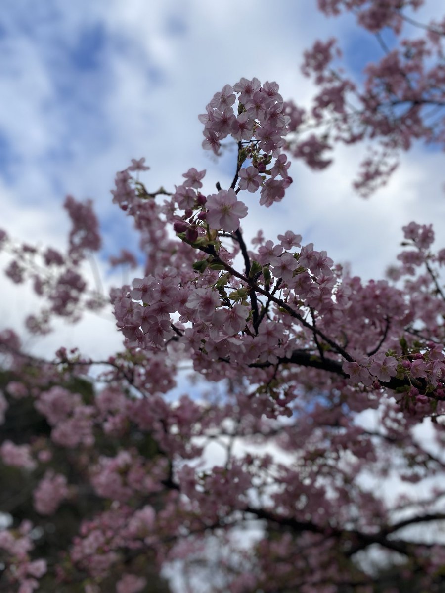 近所の桜を撮って目線を戻したら、同じように写真撮ってたご婦人と目があって、お互いに「綺麗ですね〜」って微笑みあった。
何気ない知らない人との交流っていいなぁ。