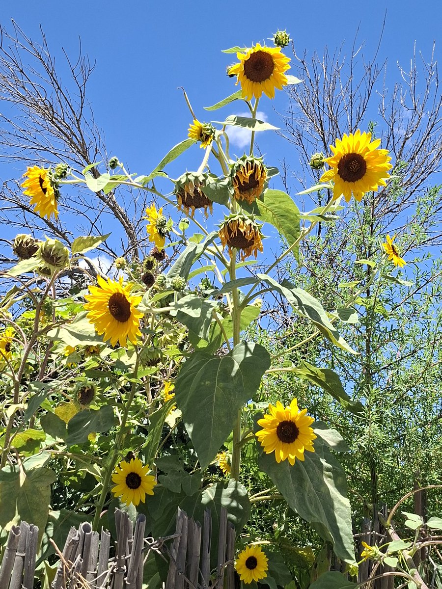 Los girasoles macollan ?