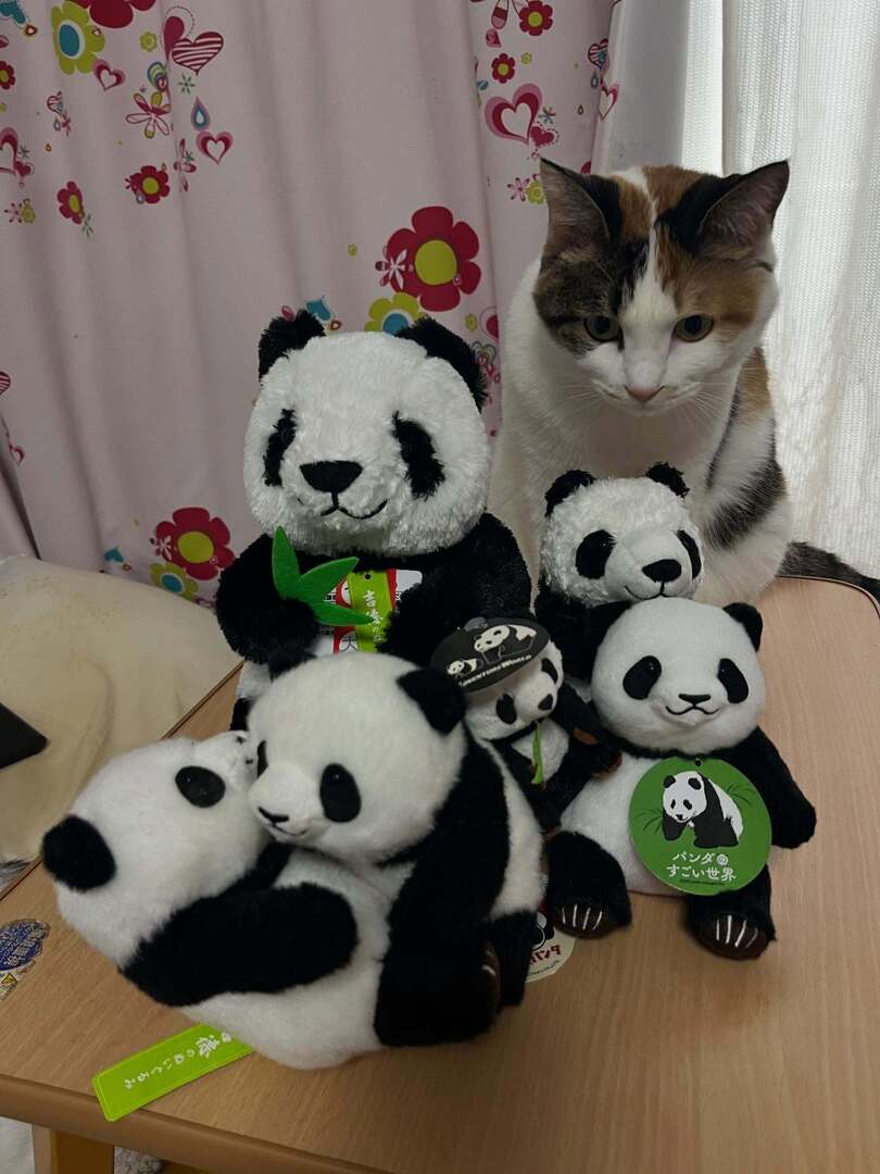うちにいた、吉徳のパンダぬい集めました。パンダのすごい世界、じゃれ