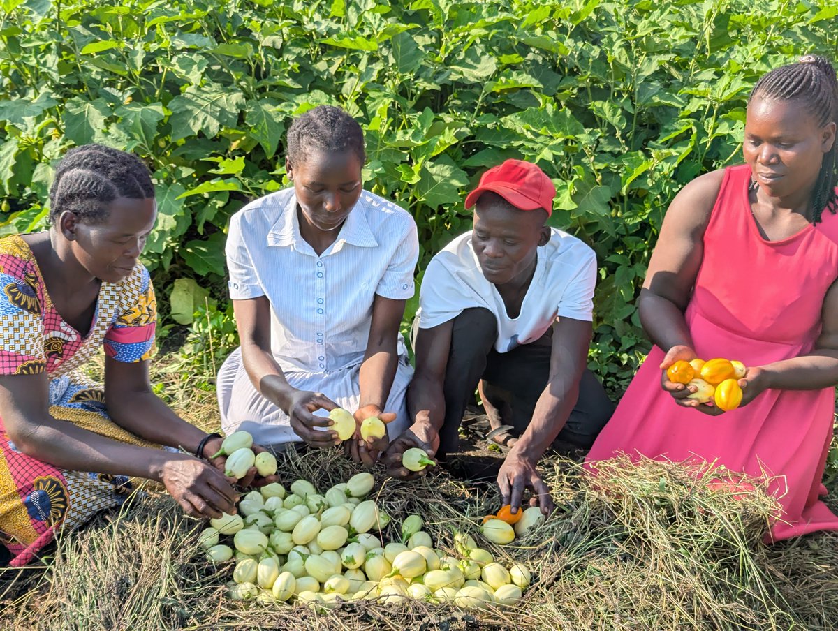 KilimoMart App tweet media