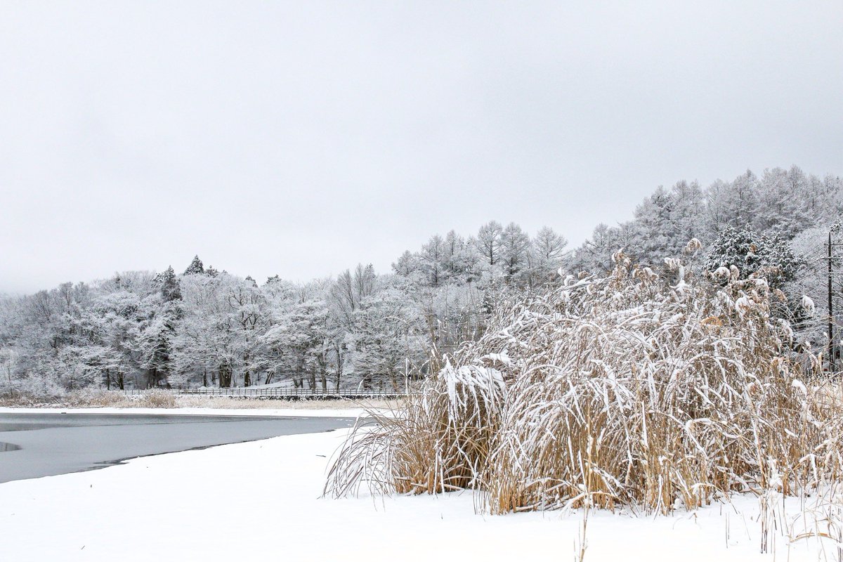 info7745's tweet photo. 2月17日
雪化粧山中湖
木々に宿る雪花
山中湖、白銀の静寂

#山中湖雪化粧
#山中湖
#lakeyamanaka
#山中湖インターリゾート東屋ホテル宿泊 https://t.co/Hw1jvfsFqS
