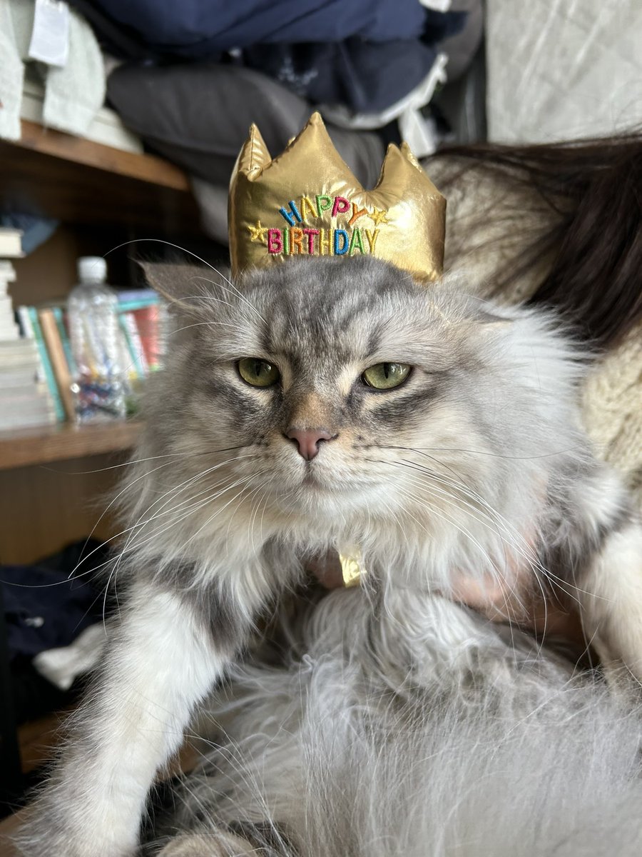 狼に育てられた人間が「もののけ姫」なら
人間に育てられたうちの猫は「ヒト王子」ということになる