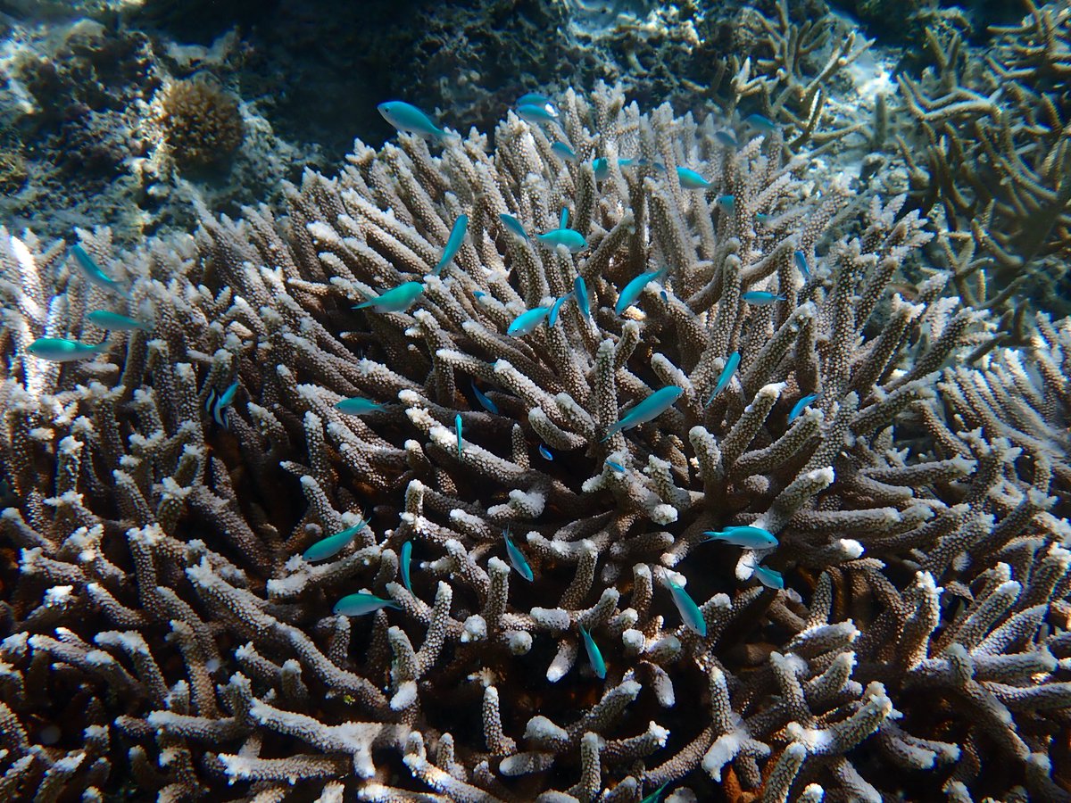 この珊瑚🪸と魚🐠はどこへ？？？ ほぼ、砂でナマコしかいなかった