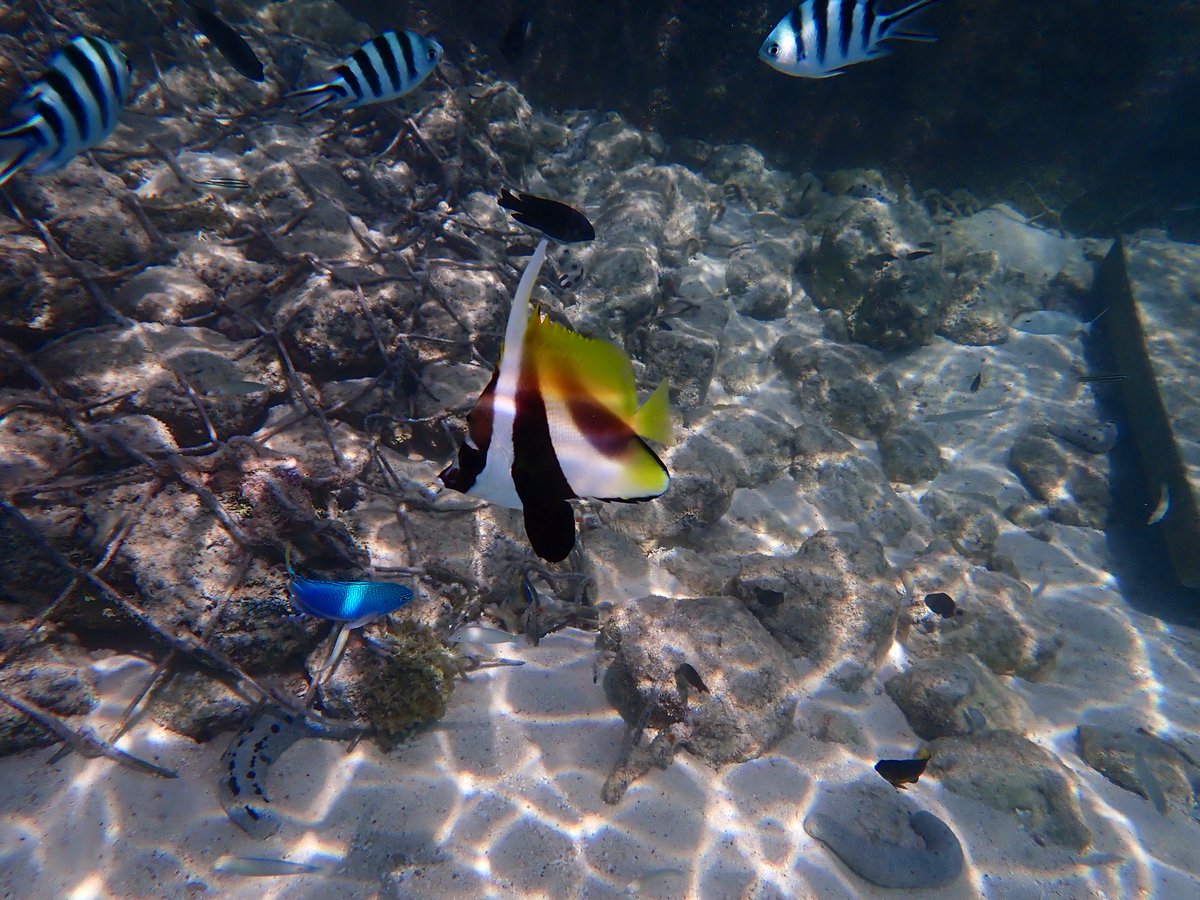 この珊瑚🪸と魚🐠はどこへ？？？ ほぼ、砂でナマコしかいなかった