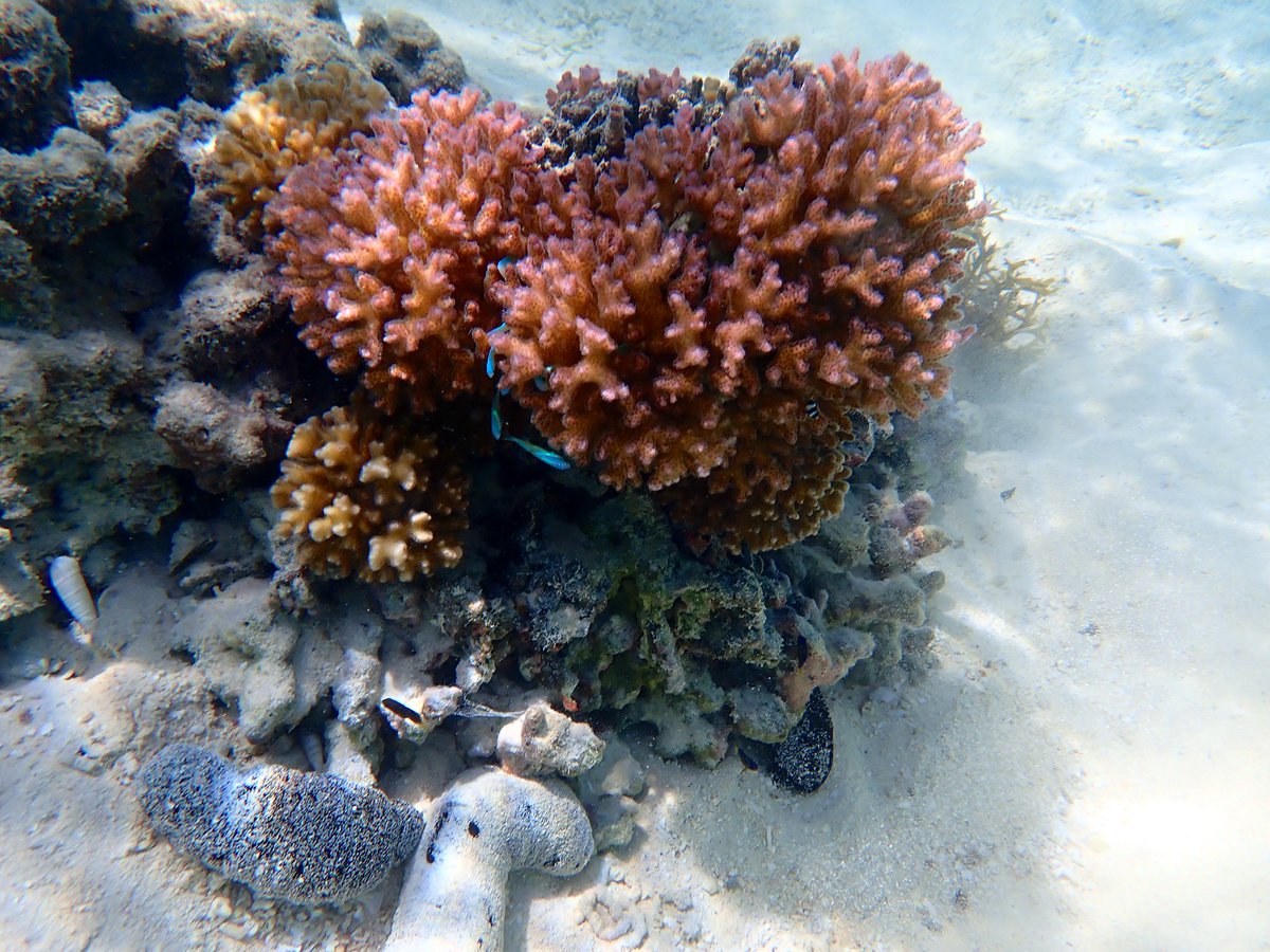この珊瑚🪸と魚🐠はどこへ？？？ ほぼ、砂でナマコしかいなかった