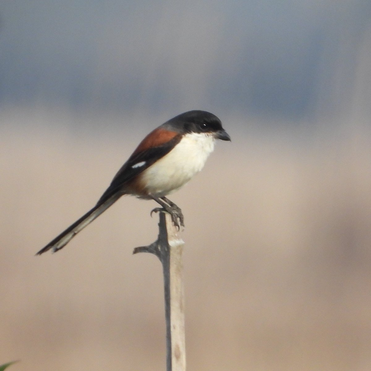 Brian Stretch tweet media