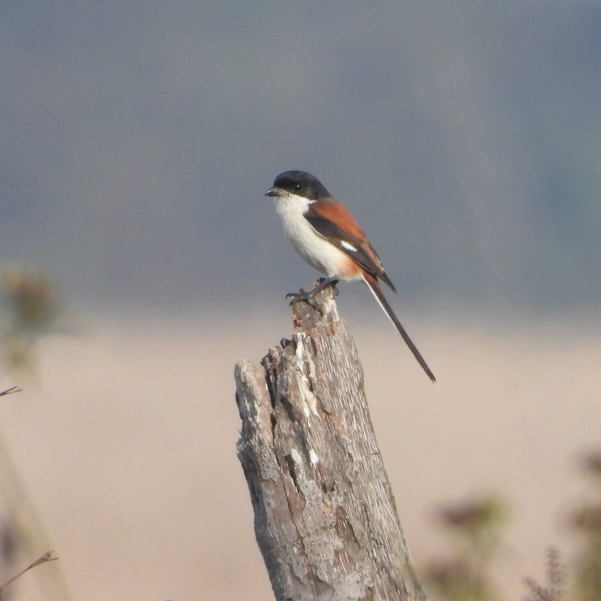 Brian Stretch tweet media