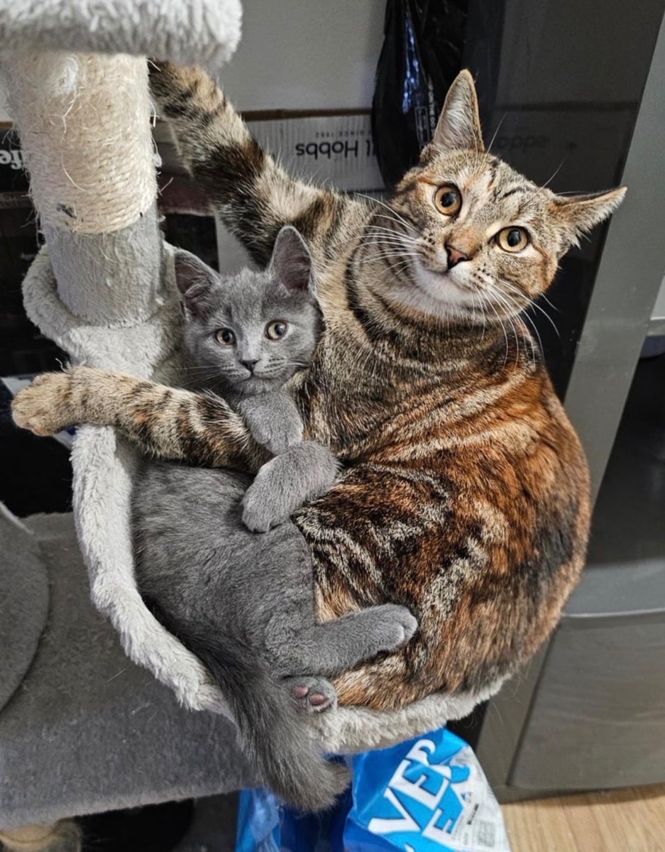 My torbie queen has claimed the spicy baby bean 💖